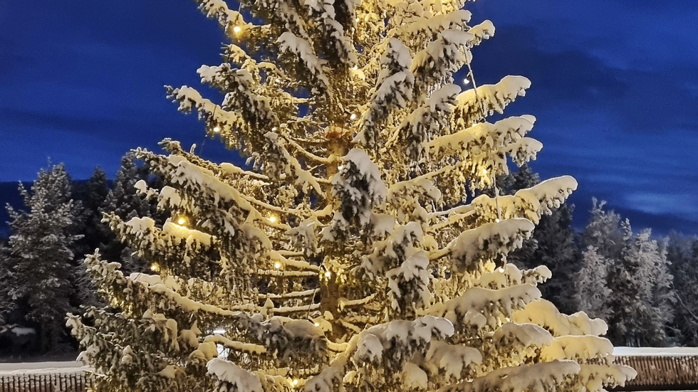 Grannaste granen i stan, enligt Marie Elenius i Kiruna, som sänt in bilden. 