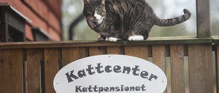 Att adoptera katt hjälper biologisk mångfald!