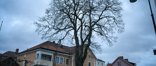 Anrik och farlig lönn ska fällas