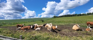 Allt färre jordbruk i Tornedalen