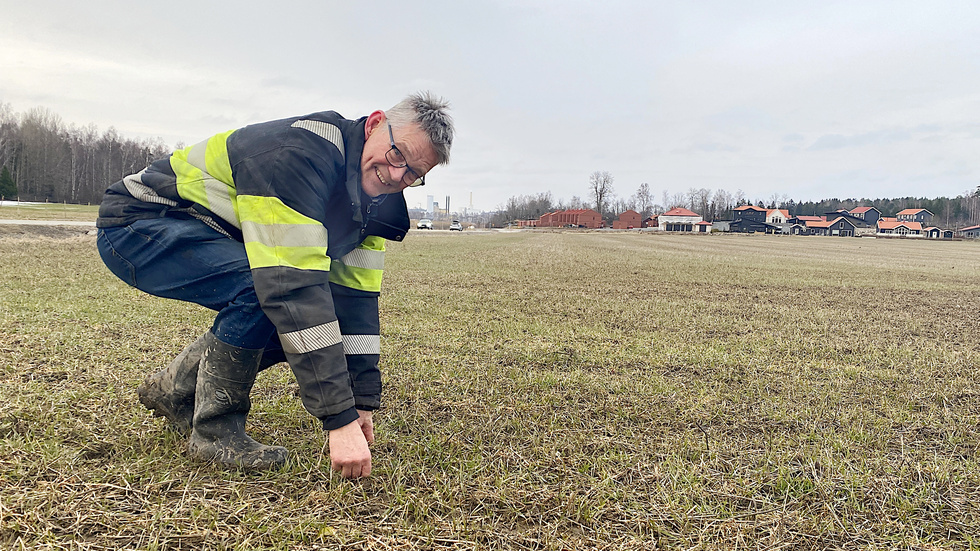 "Än så länge ser höstsådden helt ok ut. Men vi skördade inte ett enda kilo brödspannmål i höstas" säger Herman Arosenius på Nynäs gård utanför Enköping.