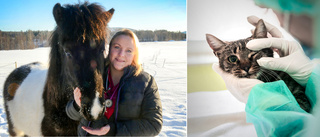 Eva, 31, ledsnade på pendlandet – nu är hon ambulerande veterinär