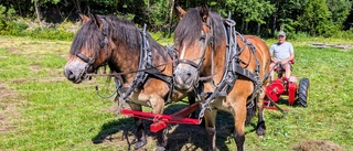 Hästkrafter med lång pannlugg – blickfång för besökare på Dyarna