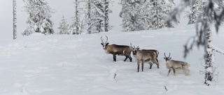 Tusentals djur i fara efter extremt fjällväder