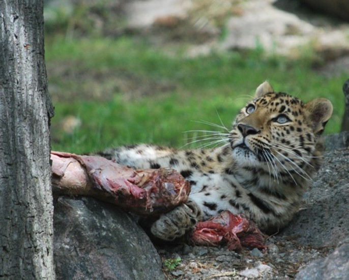 Amurleopard i Parken Zoo i Eskilstuna. Arkivbild.