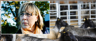 Ny länsveterinär sökes till Gotland • Agneta Karlsson Norström: ”Vi behöver vara fler”