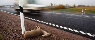 Många trafikolyckor med rådjur