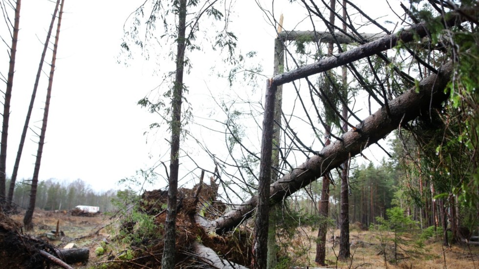 Orkanvindar har fått träd att knäckas och orsakat skador på öns ledningsnät. Geab uppskattar att det handlar om flera miljoner kronor i kostnader, orsakade av de fyra senaste vinterstormarna.