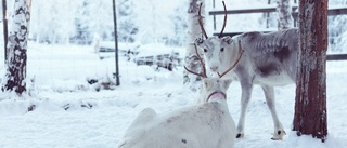 Rennäringen kan inte rädda Jokkmokk