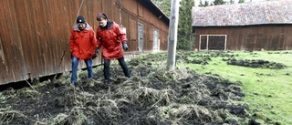 Hård kamp mot vildsvinen