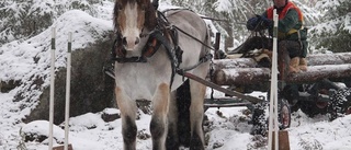 Silver till Borkbläsen