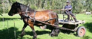 Prisbelönt kusk önskar att fler utbildas