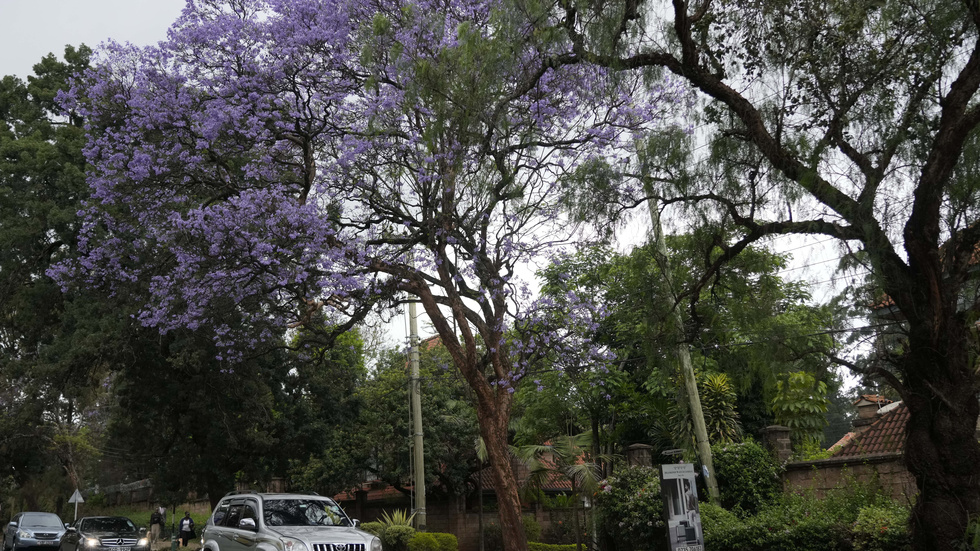 Ett jakarandaträd blommar i Kenyas huvudstad Nairobi. Arkivbild.