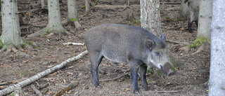 Svinsäkrar Sörmland Vatten sina tunnor?