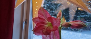 Dagens läsarbild: Amaryllis