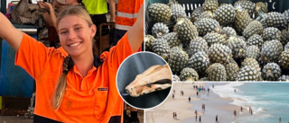 Malvas nya vardag: Ananas, giftiga ormar och fina stränder