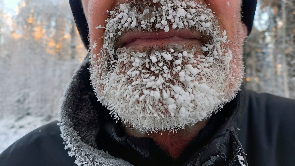 Många träd och växter täcks av frost denna vinter. Även skäggväxten.