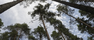 Förbättrat resultat för Råby Skoog AB