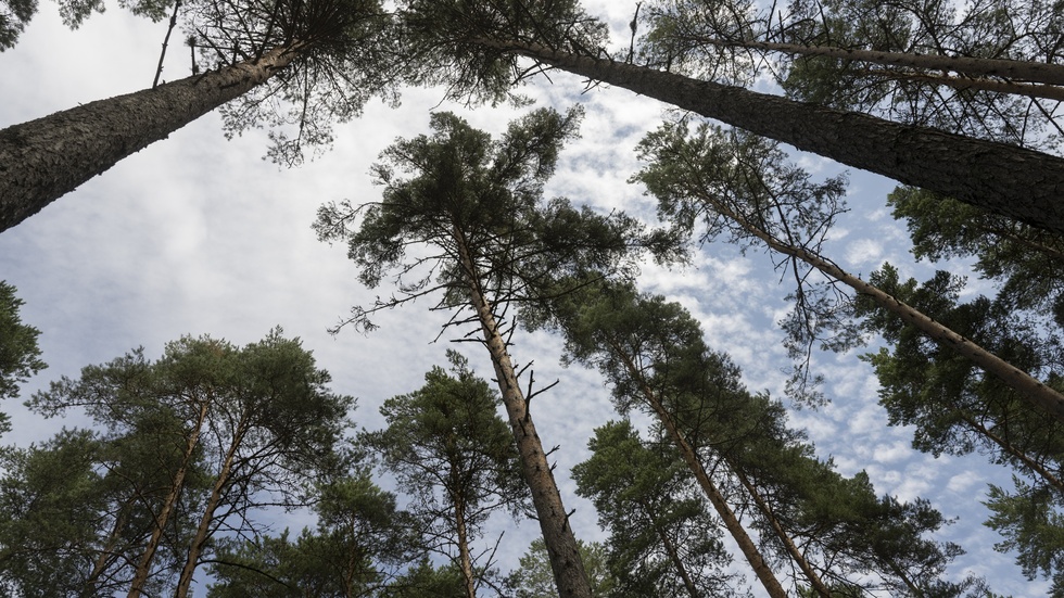 Linköpings fina tallmiljöer ska förhoppningsvis restaureras med start 2025.