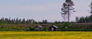 Läsarbilden: Smörblomsäng