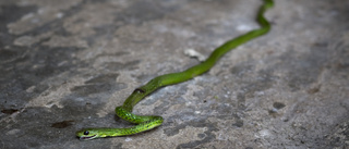 Jakt på grön mamba i Nederländerna