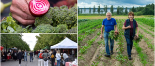 Start för Bondens marknad • 13 lokala matproducenter intar Storgatan i Luleå • Anitha och Ronny i Brändön: "Roligaste tiden på året"