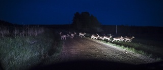 Fortsatt många viltolyckor i Sörmland