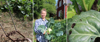 "Jag har odlingen i blodet" • Annie, 25, är tredje generationens odlare på familjegården Myreholm