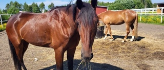 Fyra hästar från länet i silverfinal med kvartsmiljon i förstapris: "Har bra känsla för Gazoline Mearas"