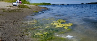 Snart mer plast än fisk i haven