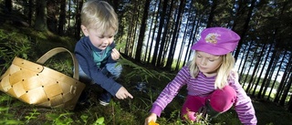 Nu exploderar skogens skafferi