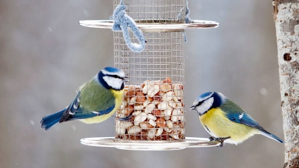 Blåmes på fågelbord. Ett hängande fågelbord är att rekommendera, då blandas inte maten med spillningen.