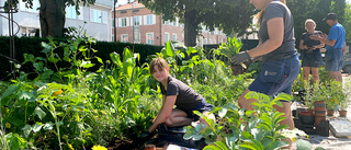 Grävde ner 2500 plantor i centrala Enköping