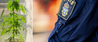 Polisens spanare såg cannabisplantan i köksfönstret