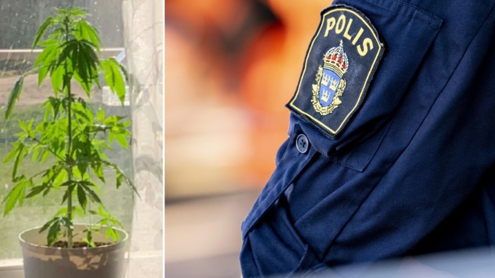 Polispatrullen avslöjade en haschodling på doften.