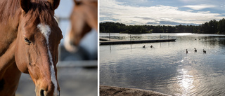 Populära badsjön ska renas – hästgårdar pekas ut som miljöbovar 