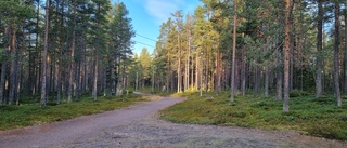 Läsarbild: Härlig morgon på Grisberget