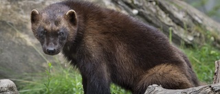 Naturvårdsverket godkänner licensjakt på järv