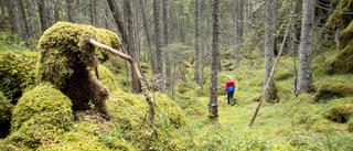 Södermanlands skogar behöver mer död ved