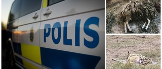 Polisens upptäckt: Gården var full av vanvårdade djur