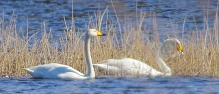 Han vann bildtävlingen i april