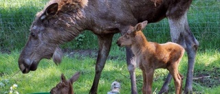 Nyfödda tvillingar i älgparken