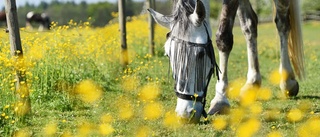 Ett riktigt cowboyuppdrag för polisen