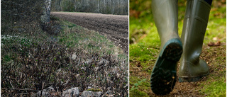 Nu växer nya naturreservatet i Motala - kan bli ännu större