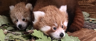 Sötchock i Parken Zoo i Eskilstuna