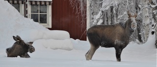 Kommunens älgvarning: "Gå inte nära, gå aldrig mellan"