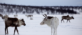 Samisk kultur är oerhört mycket mer än renskötsel