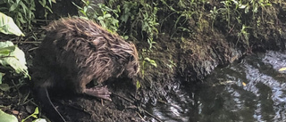 Bäver bet hund – men experten är nöjd