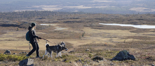 Snabb fjällfeeling på Dundret i Gällivare