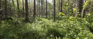 Miljöarbetet i skogen går framåt